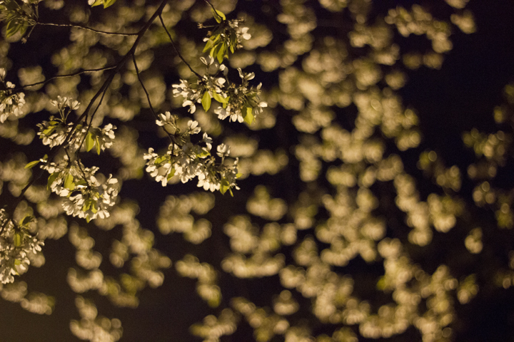 112-Flowers Dancing In The Wind